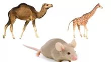اكثر حيوان يتحمل العطش في العالم