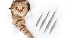ماذا افعل اذا خربشتني قطة؟
