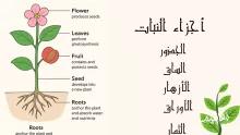 ما جزء النبات الذي ينتج البذور؟ الساق. الجذور. الأزهار؟