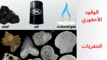 تختلف الأحافير عن الوقود الأحفوري في أنها عبارة عن