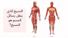 النسيج الذي ينقل رسائل الجسم هو النسيج؟