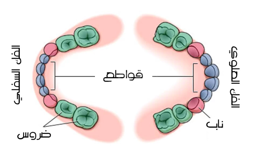 incisors in the teeth incisors in the teeth