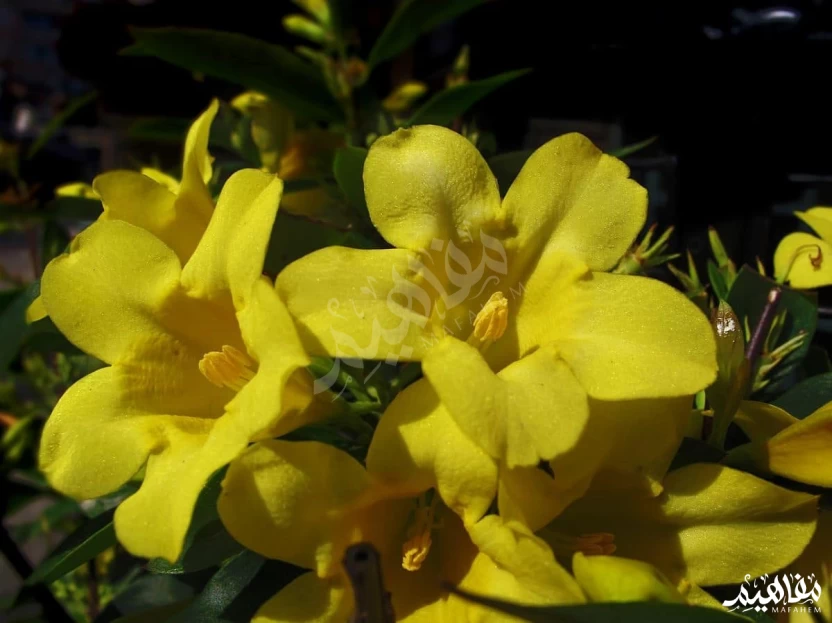 الياسمين الإيطالي