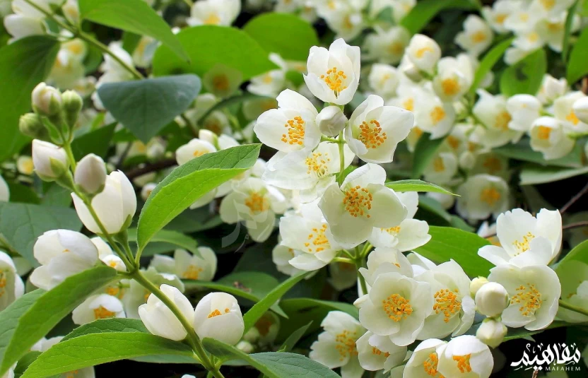 الياسمين الدمشقي