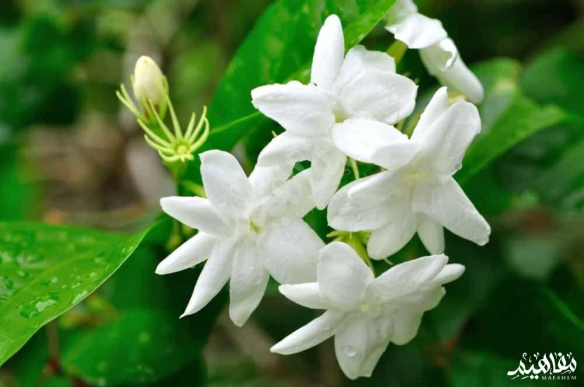 الياسمين الملكي