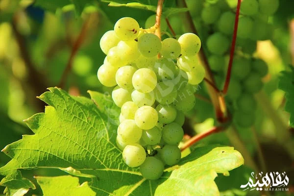 فوائد-العنب الأخضر فوائد-العنب الأخضر