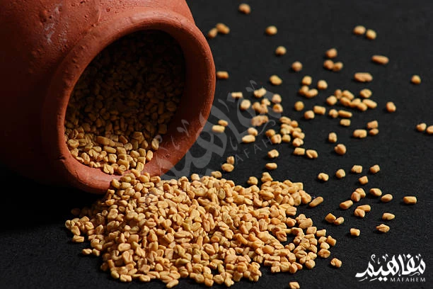 الحلبة الحلبة