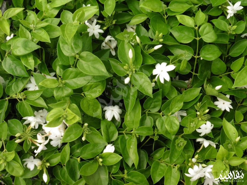 الياسمين البلدي