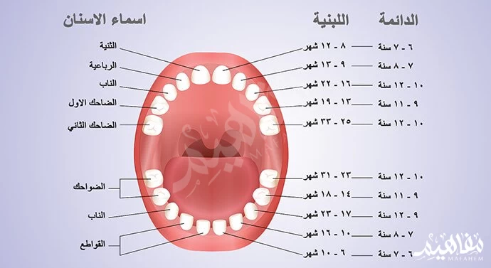 الأسنان الأسنان