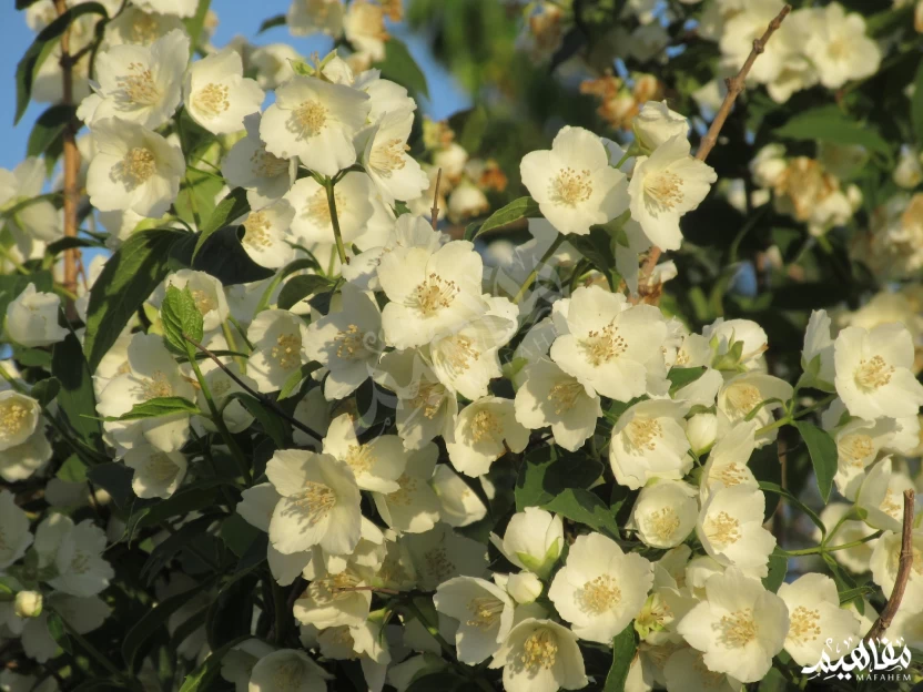 ياسمين زهرة الربيع