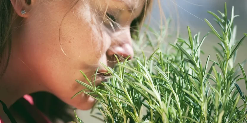 إكليل الجبل إكليل الجبل