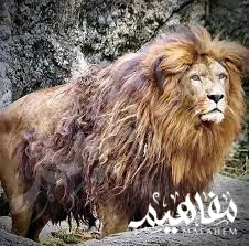 الأسد البربري الأسد البربري