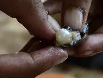 اللؤلؤ اللؤلؤ