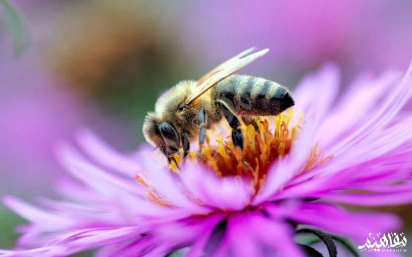 فوائد-النحل