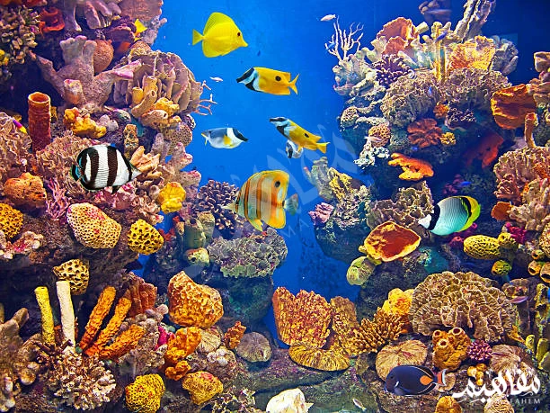 الشعاب-المرجانية الشعاب-المرجانية