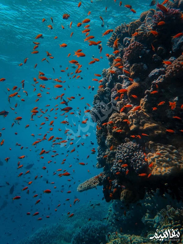 الشعاب-المرجانية الشعاب-المرجانية