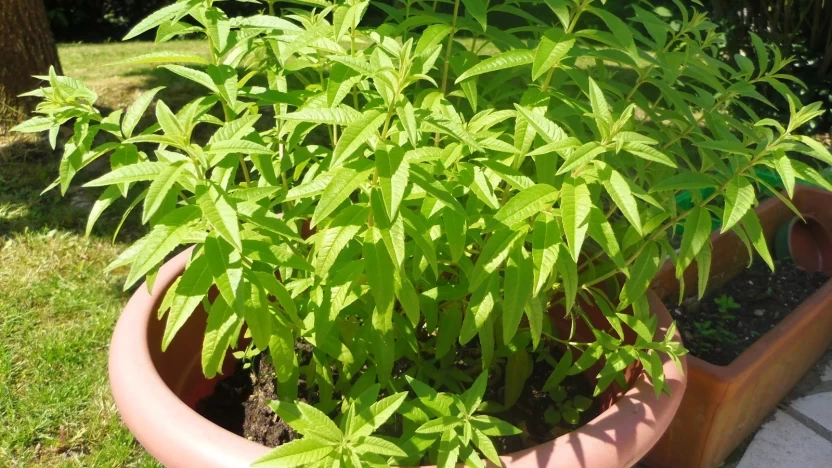 شجرة التيزانة شجرة التيزانة