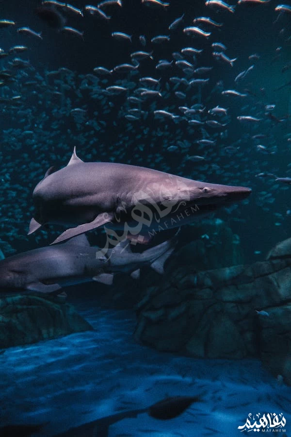 سمك-القرش سمك-القرش