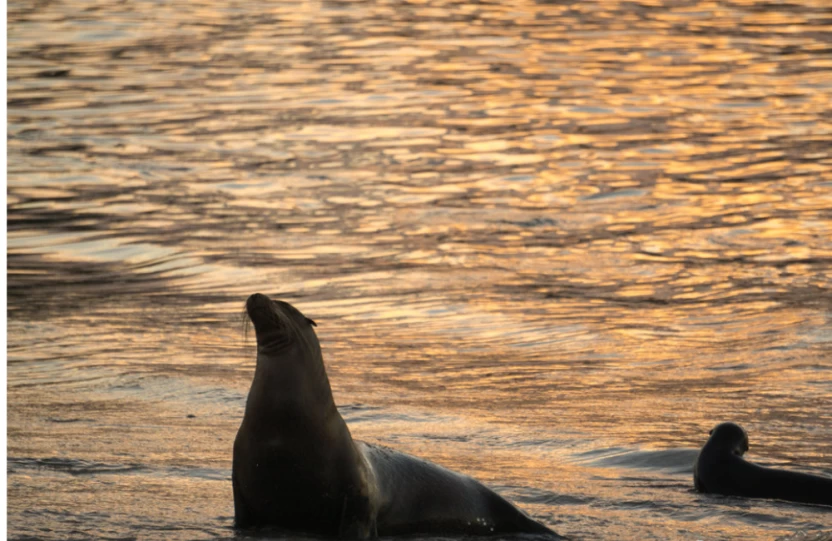 كلاب البحر-الفقمة كلاب البحر-الفقمة