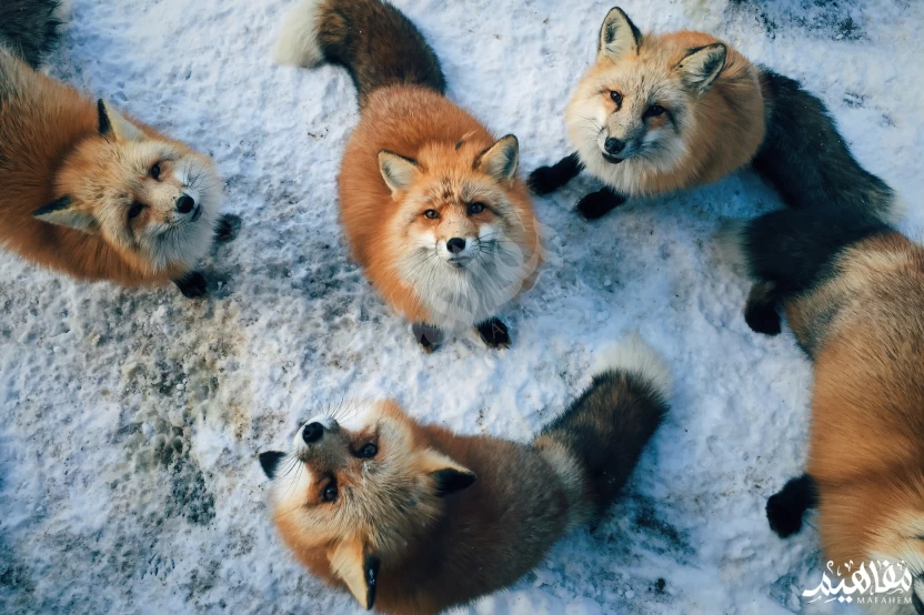 تصنيفات_الثعالب