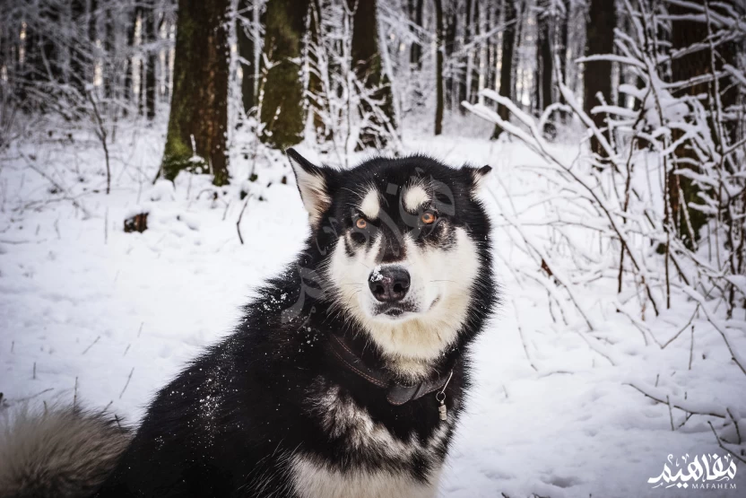  الملموت_الألاسكي