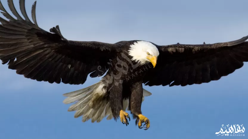 eagle eagle