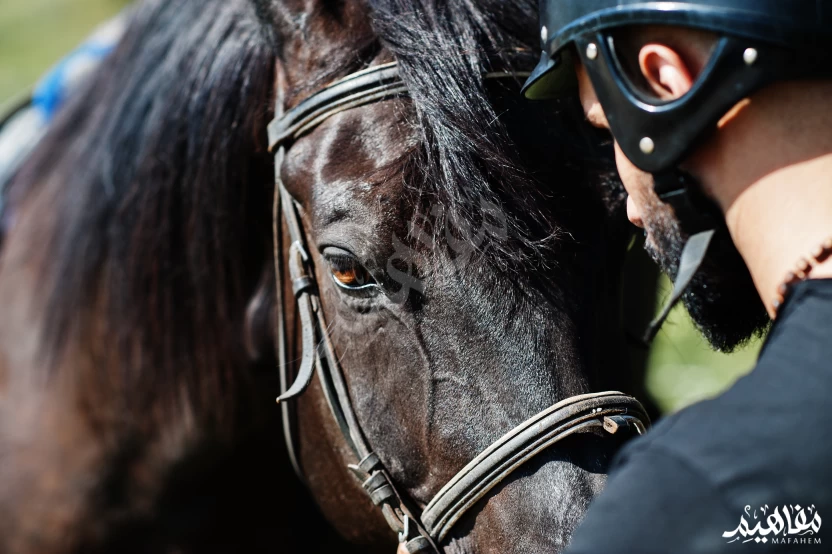 الخيل_العربي الخيل_العربي