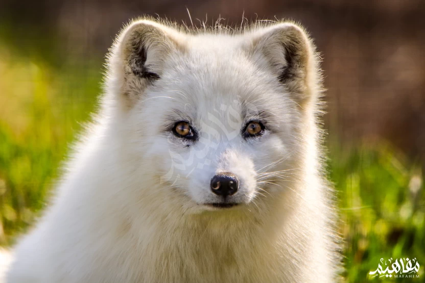 ثعلب_القطب_الشمالي