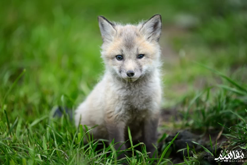 الثعلب_الفضي