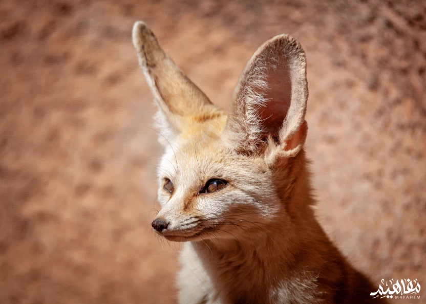 الثعلب_فنك