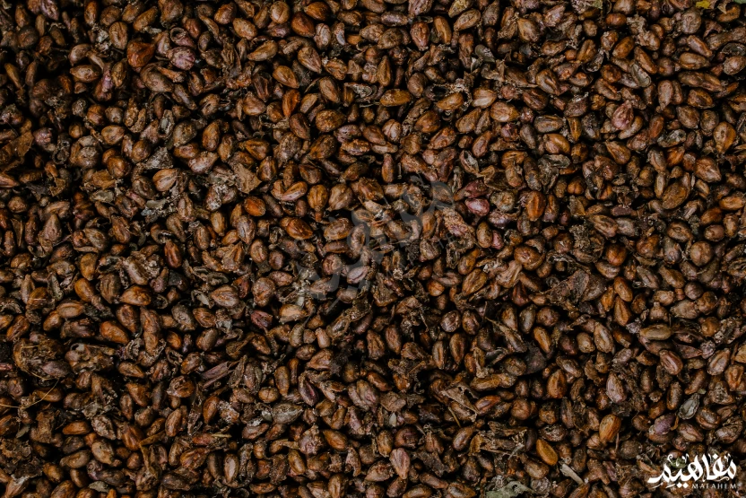 بذور_العنب بذور_العنب