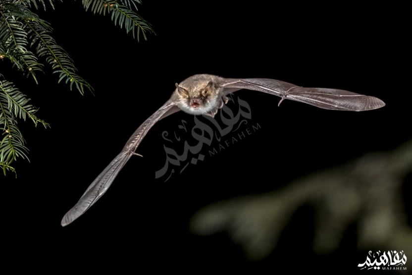 معلومات_عن_الخفاش معلومات_عن_الخفاش