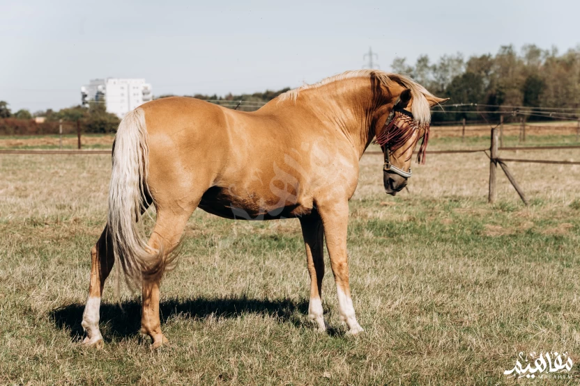 الخيل_المورجان الخيل_المورجان