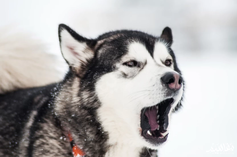 الهاسكي_ الألاسكي