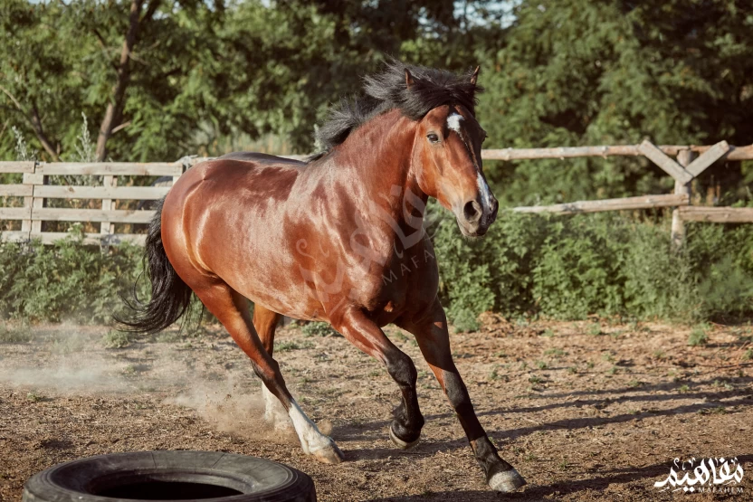 خيول_الدهمان خيول_الدهمان