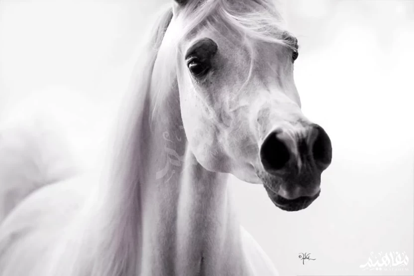 خيول_الكحيلان خيول_الكحيلان