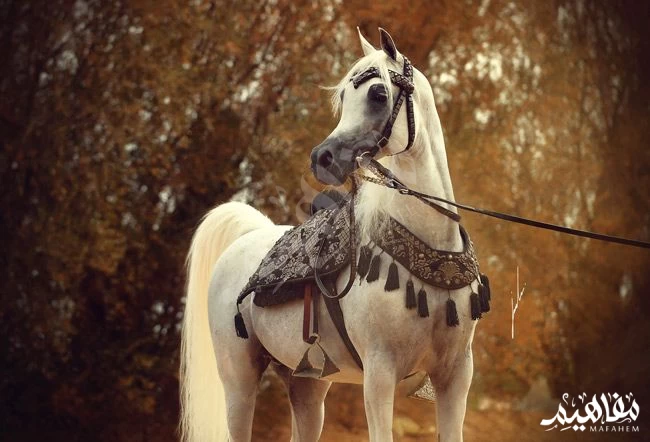 خيول_المنعقية خيول_المنعقية