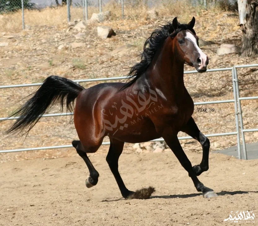 خيول_الصقلاوي خيول_الصقلاوي