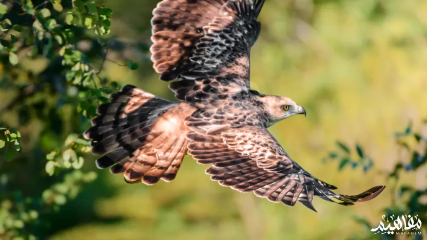 طائر العقاب طائر العقاب