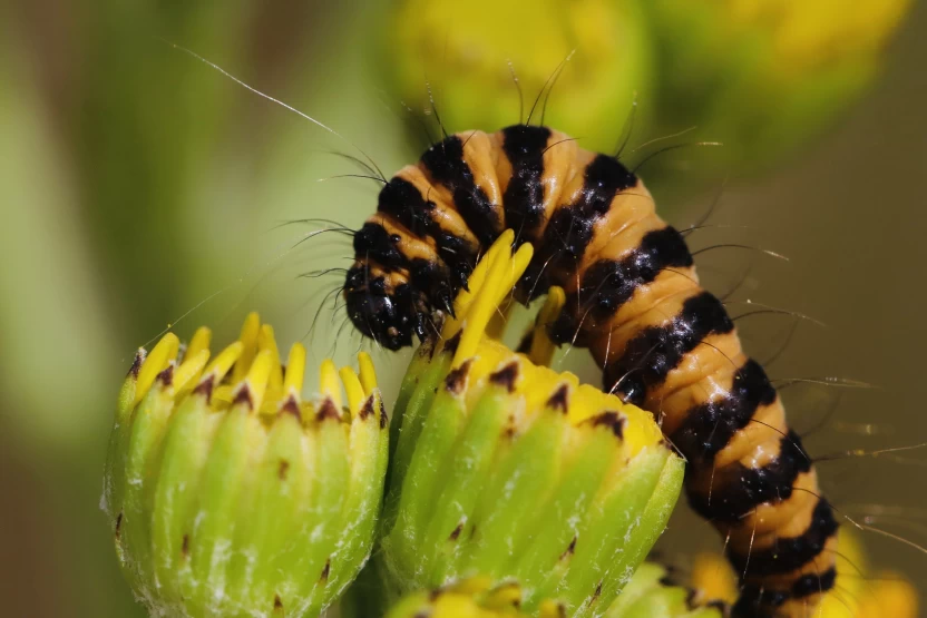 اليرقات_الناقلة_للأمراض اليرقات_الناقلة_للأمراض