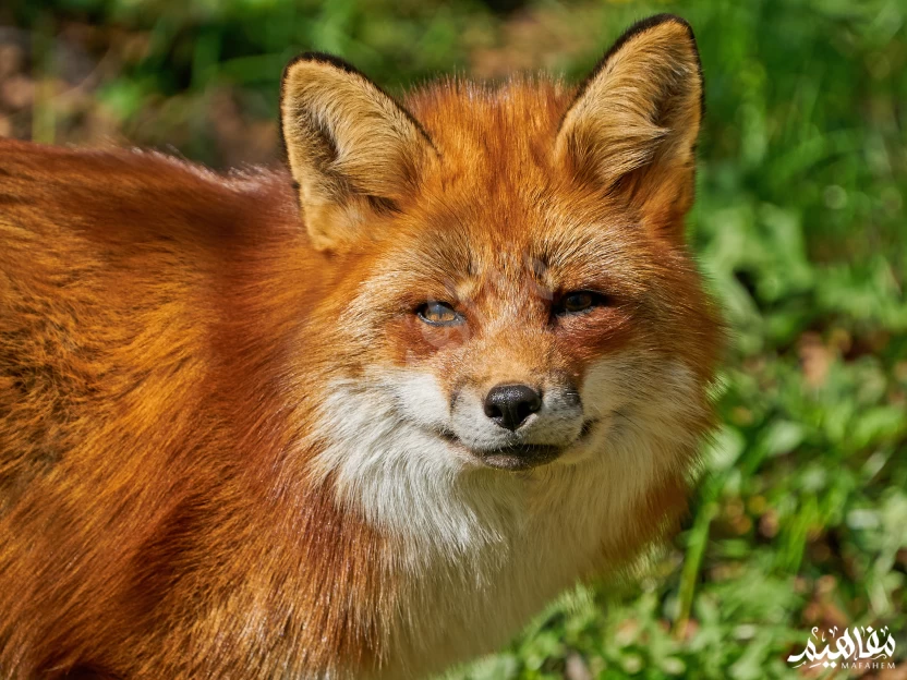 الثعلب_الأحمر