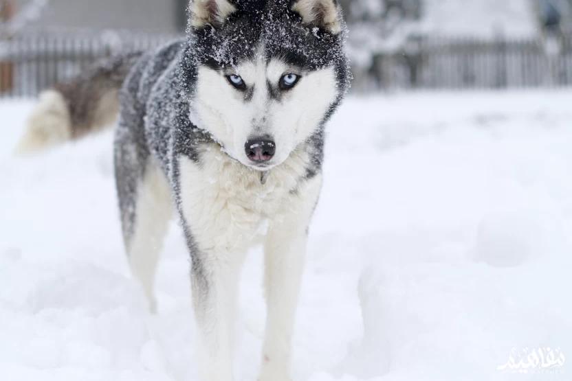 الهاسكي_السيبيري