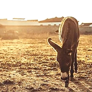 فعاليات باليوم العالمي للحمار