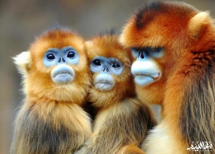 القرد الذهبي أفطس الأنف القرد الذهبي أفطس الأنف