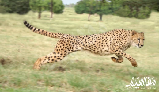 الفهد الفهد