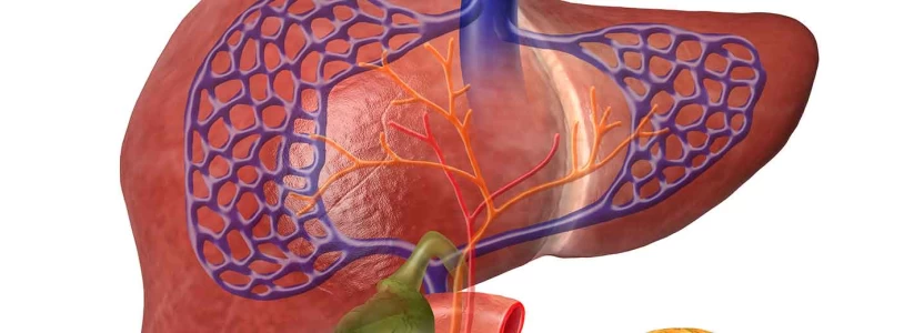 هل-تزول-دهون-الكبد