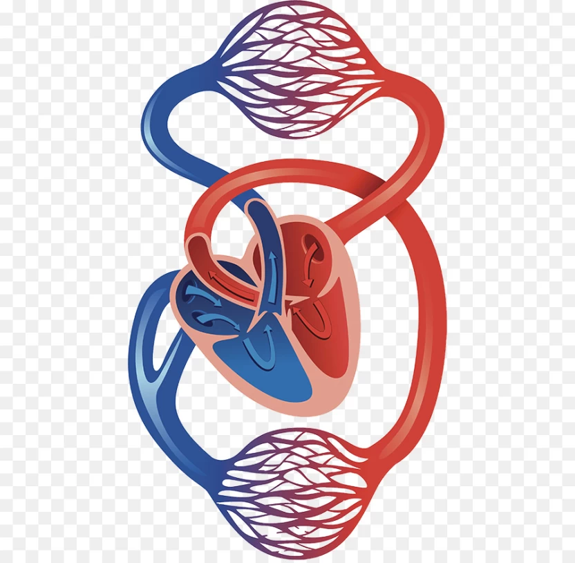 الدورة الدموية الدورة الدموية