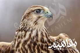 الشاهين اسرع الطيور الشاهين اسرع الطيور