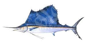 سمك أبو شراع سمك أبو شراع