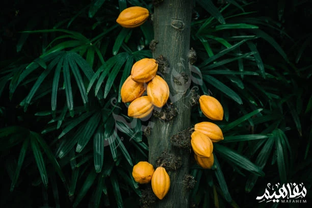 شجرة الكاكاو شجرة الكاكاو